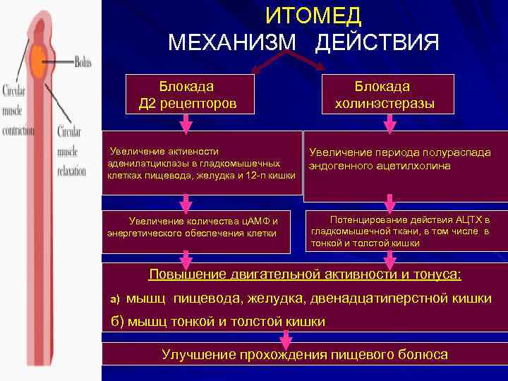 Как действует блокада. Итомед механизм действия. Блокада рецепторов. Механизм действия блокады. Блокада дофаминовых рецепторов механизм действия.