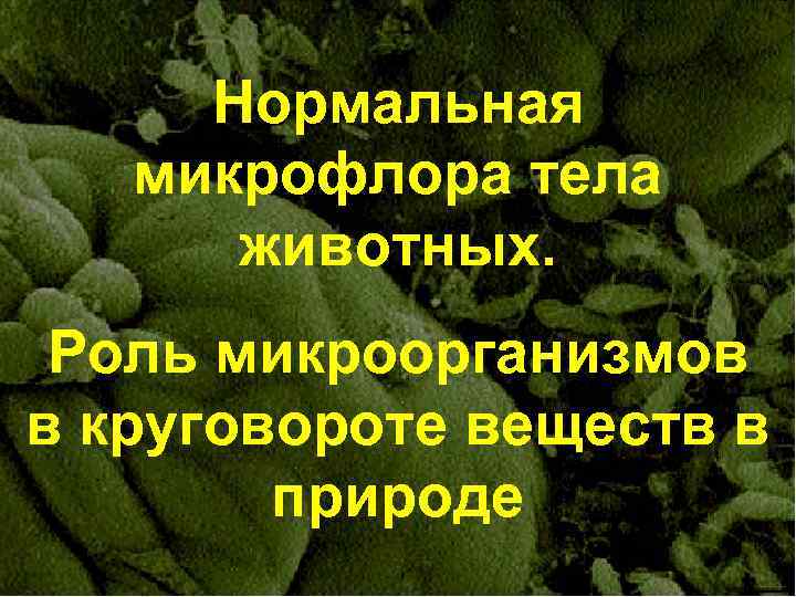 Нормальная микрофлора тела животных. Роль микроорганизмов в круговороте веществ в природе 1 