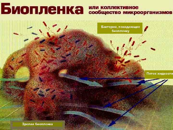 Бактерии, покидающие биопленку Поток жидкости Зрелая биопленка 10 