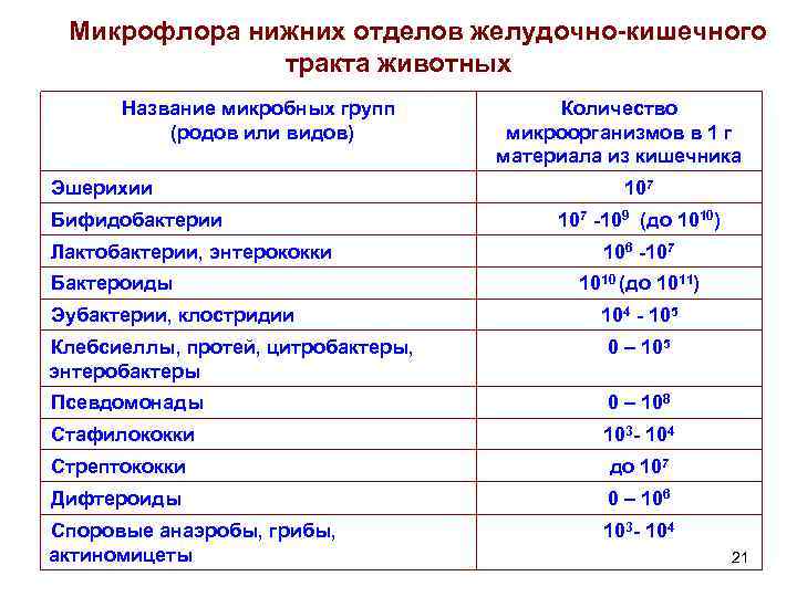 Микрофлора нижних отделов желудочно кишечного тракта животных Название микробных групп (родов или видов) Эшерихии