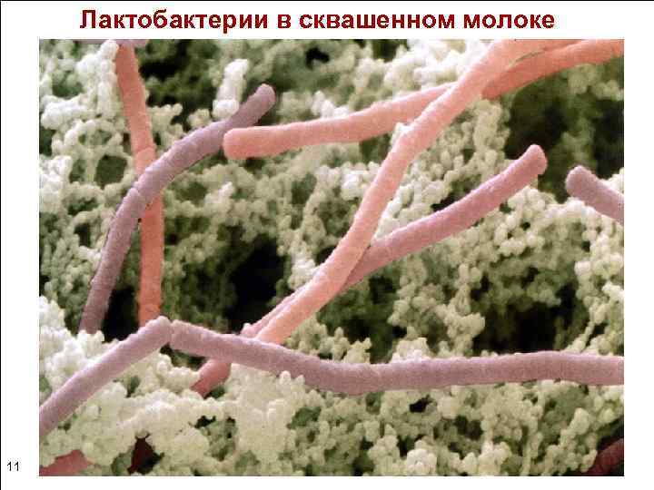 Лактобактерии в сквашенном молоке 11 30 