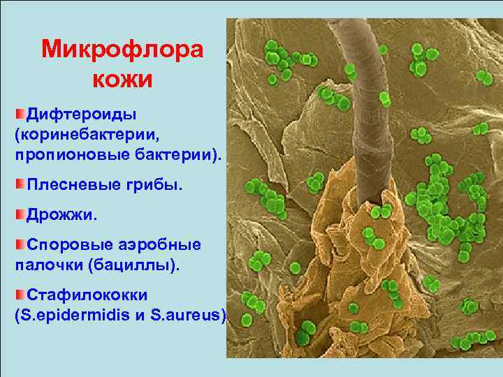 Микрофлора кожи Дифтероиды (коринебактерии, пропионовые бактерии). Плесневые грибы. Дрожжи. Споровые аэробные палочки (бациллы). Стафилококки