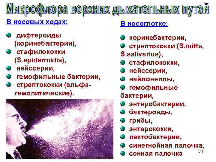 В носовых ходах: дифтероиды (коринебактерии), стафилококки (S. epidermidis), нейссерии, гемофильные бактерии, стрептококки (альфа гемолитические).