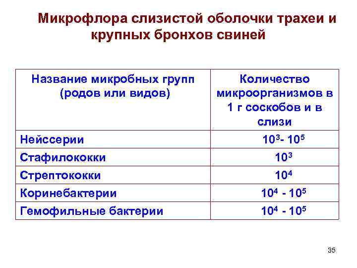 Микрофлора слизистой оболочки трахеи и крупных бронхов свиней Название микробных групп (родов или видов)