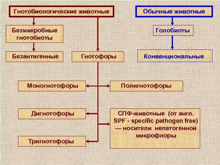 Обычные животные Гнотобиологические животные Безмикробные гнотобиоты Безантигенные Моногнотофоры Дигнотофоры Тригнотофоры Голобиоты Гнотофоры Конвенциональные Полигнотофоры