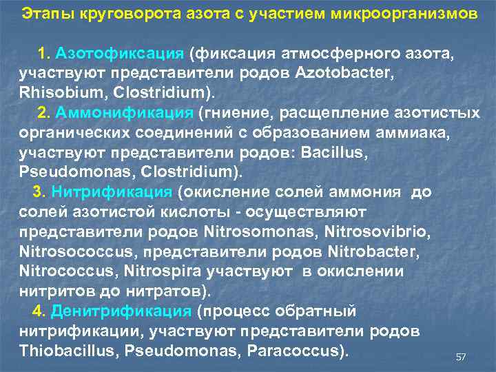 Этапы круговорота азота с участием микроорганизмов 1. Азотофиксация (фиксация атмосферного азота, участвуют представители родов