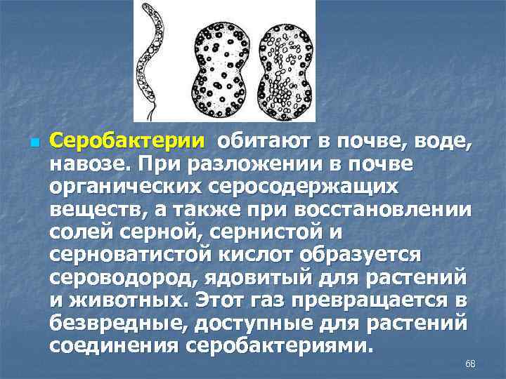 n Серобактерии обитают в почве, воде, навозе. При разложении в почве органических серосодержащих веществ,