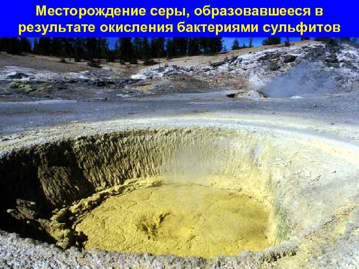 Месторождение серы, образовавшееся в результате окисления бактериями сульфитов 70 