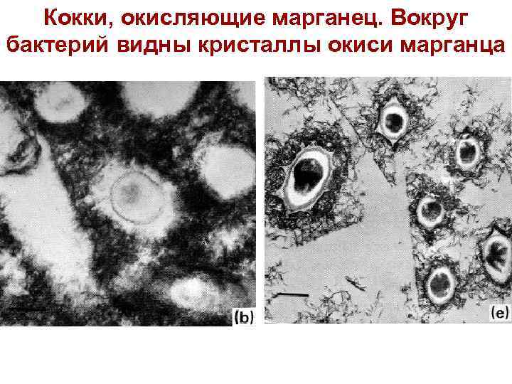 Кокки, окисляющие марганец. Вокруг бактерий видны кристаллы окиси марганца 74 