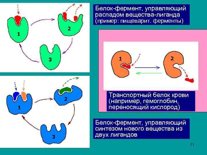 Белок-фермент, управляющий распадом вещества-лиганда (пример: пищеварит. ферменты) 2 1 1 3 2 Транспортный белок