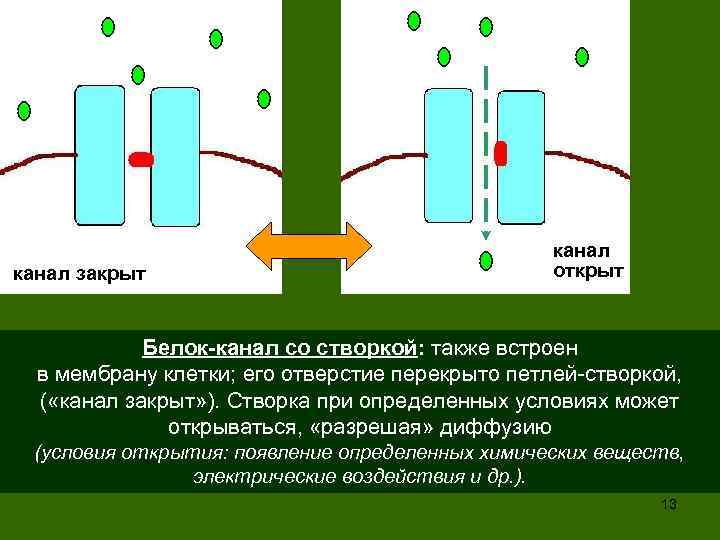 канал закрыт канал открыт Белок-канал со створкой: также встроен в мембрану клетки; его отверстие