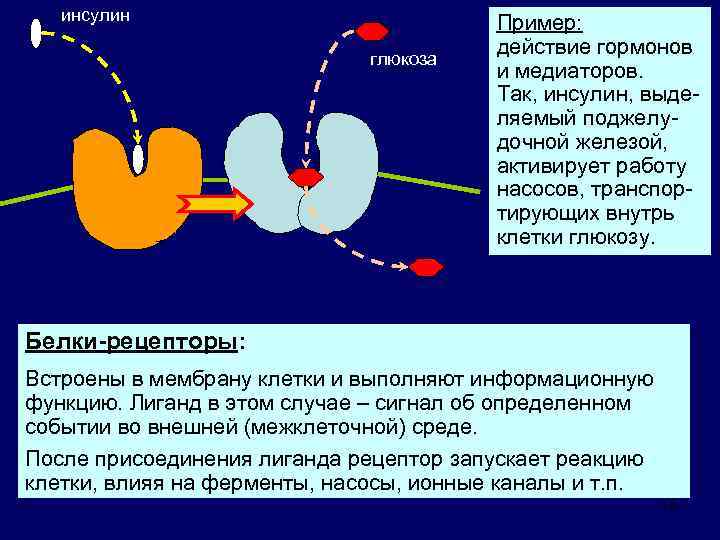 инсулин глюкоза Пример: действие гормонов и медиаторов. Так, инсулин, выделяемый поджелудочной железой, активирует работу