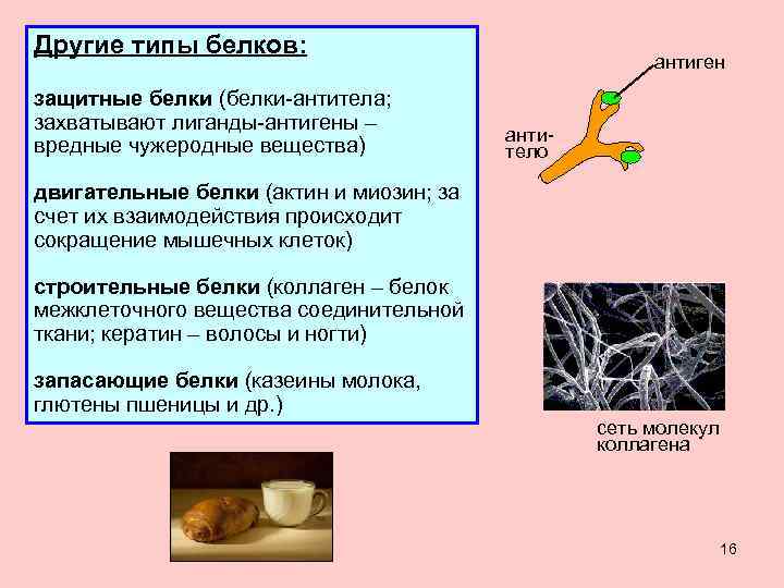 Другие типы белков: защитные белки (белки-антитела; захватывают лиганды-антигены – вредные чужеродные вещества) антиген антитело