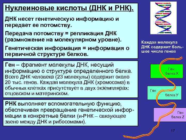 Нуклеиновые кислоты (ДНК и РНК). ДНК несет генетическую информацию и передает ее потомству. Передача