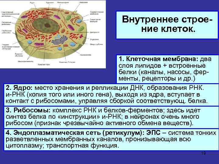 Внутреннее строение клеток. 1. Клеточная мембрана: два слоя липидов + встроенные белки (каналы, насосы,