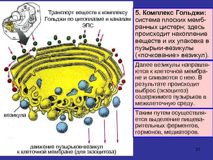 Транспорт веществ к комплексу Гольджи по цитоплазме и каналам ЭПС 5. Комплекс Гольджи: система