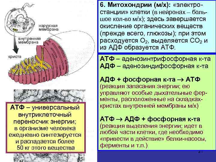 наружная мембрана внутренняя мембрана криста 6. Митохондрии (м/х): «электростанции» клетки (в нейронах – большое