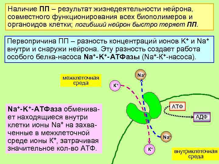 Наличие ПП – результат жизнедеятельности нейрона, совместного функционирования всех биополимеров и органоидов клетки; погибший