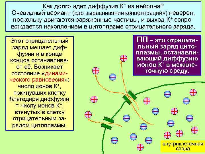Как долго идет диффузия К+ из нейрона? Очевидный вариант ( «до выравнивания концентраций» )