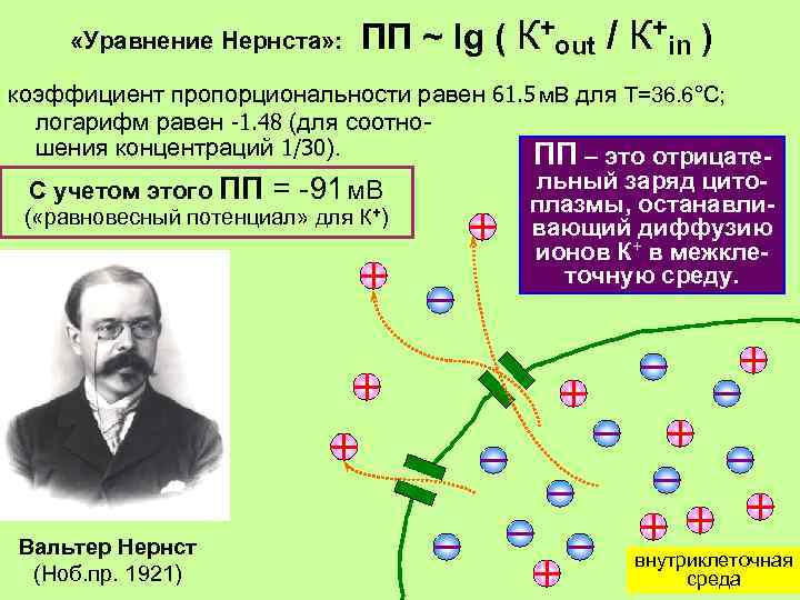  «Уравнение Нернста» : ПП ~ lg ( К+out / К+in ) коэффициент пропорциональности