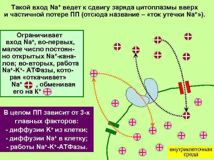 Такой вход Na+ ведет к сдвигу заряда цитоплазмы вверх и частичной потере ПП (отсюда