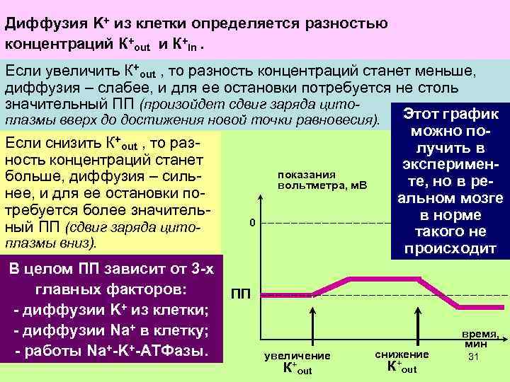 + Такой входиз клетки определяется разностью + Na ведет к сдвигу заряда цитоплазмы вверх