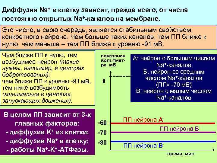 + ведет к сдвигу заряда цитоплазмы вверх Такой вход+Naклетку зависит, прежде всего, от числа