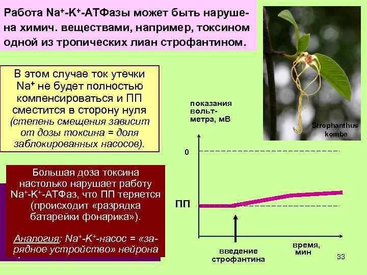Работа Na+-K+-АТФазы может быть нарушена химич. веществами, например, токсином одной из тропических лиан строфантином.