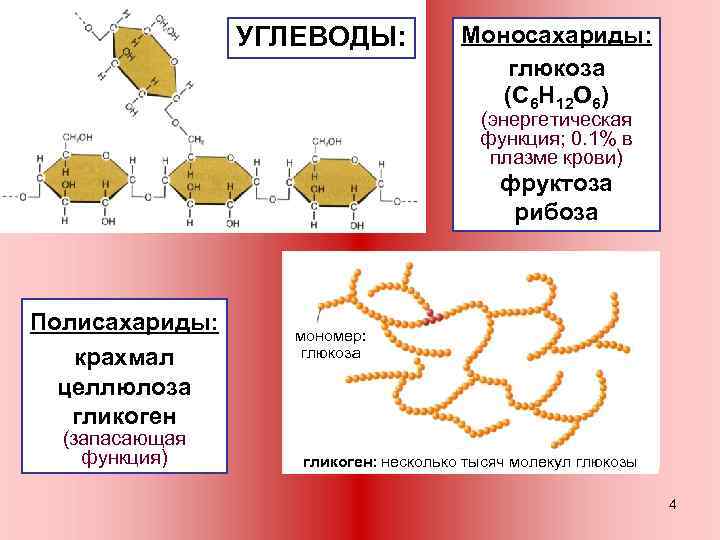 УГЛЕВОДЫ: Моносахариды: глюкоза (С 6 Н 12 О 6) (энергетическая функция; 0. 1% в