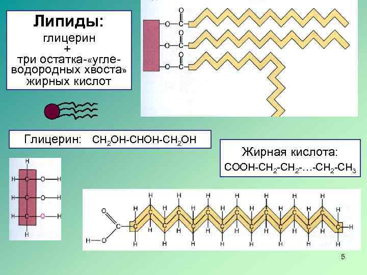 Липиды: глицерин + три остатка- «углеводородных хвоста» жирных кислот Глицерин: СН 2 ОН-СН 2
