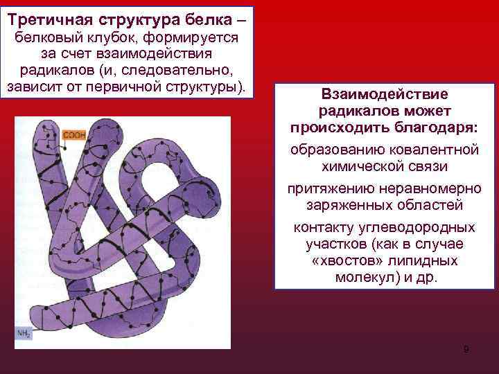 Третичная структура белка – белковый клубок, формируется за счет взаимодействия радикалов (и, следовательно, зависит