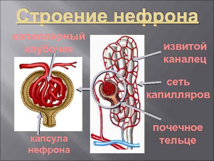 В состав нефрона входят капиллярный клубочек. Капиллярный клубочек нефрона. Первичная капиллярная сеть нефрона. Извитой каналец. Почечное тельце.
