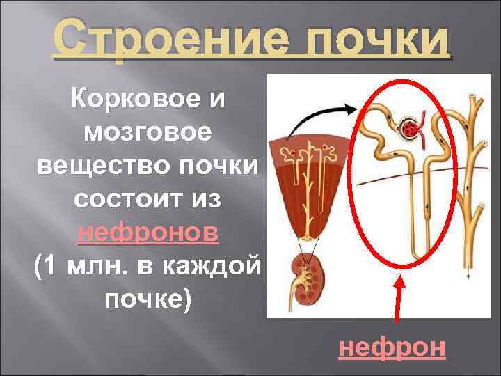 Вещество почки. Корковое вещество почки состоит. Корковое и мозговое вещество почки состо. Мозговое вещество почки состоит из. Корковое вещество состоит из.