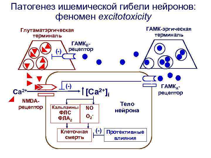 Патогенез ишемической гибели нейронов: феномен excitotoxicity ГАМК-эргическая терминаль Глутаматэргическая терминаль ГАМКB(-) рецептор Ca 2+