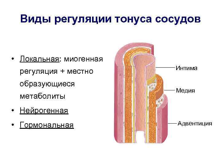 Виды регуляции тонуса сосудов • Локальная: миогенная регуляция + местно образующиеся метаболиты Интима Медия