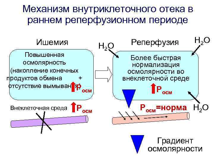 Механизм внутриклеточного отека в раннем реперфузионном периоде Ишемия Повышенная осмолярность (накопление конечных продуктов обмена