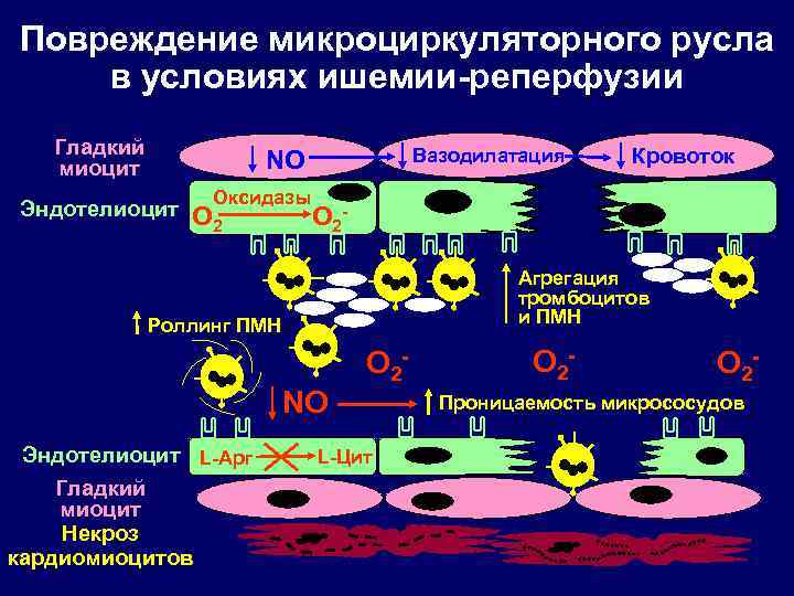 Повреждение микроциркуляторного русла в условиях ишемии-реперфузии Гладкий миоцит NO Эндотелиоцит Оксидазы O 2 Вазодилатация