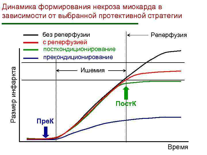 Динамика формирования некроза миокарда в зависимости от выбранной протективной стратегии Размер инфаркта без реперфузии