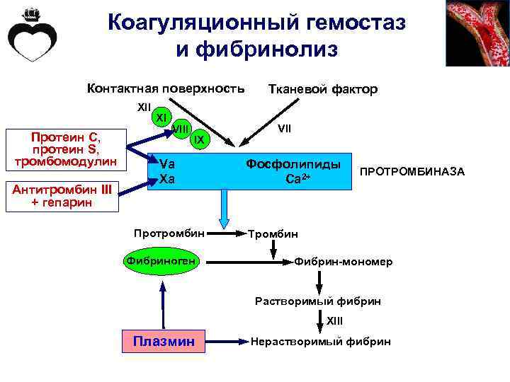 Действие тромбина