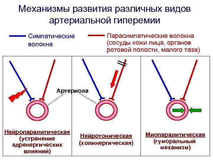 Механизмы развития различных видов артериальной гиперемии Парасимпатические волокна (сосуды кожи лица, органов ротовой полости,