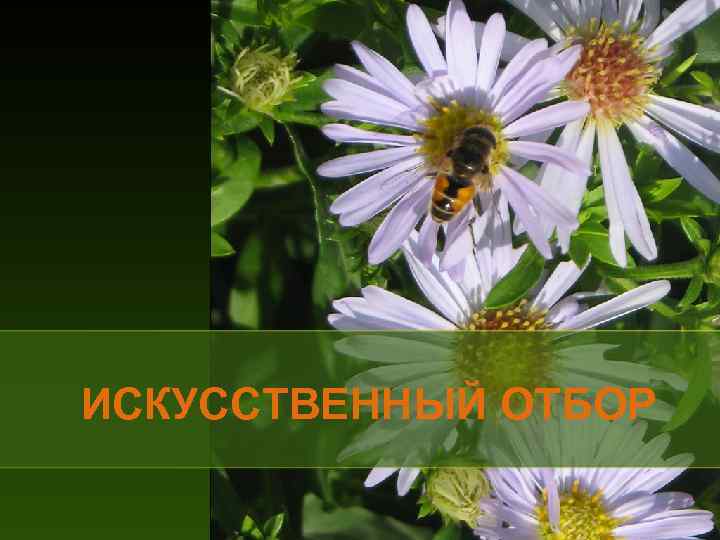 ИСКУССТВЕННЫЙ ОТБОР 