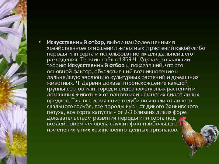 • Искусственный отбор, выбор наиболее ценных в хозяйственном отношении животных и растений какой-либо