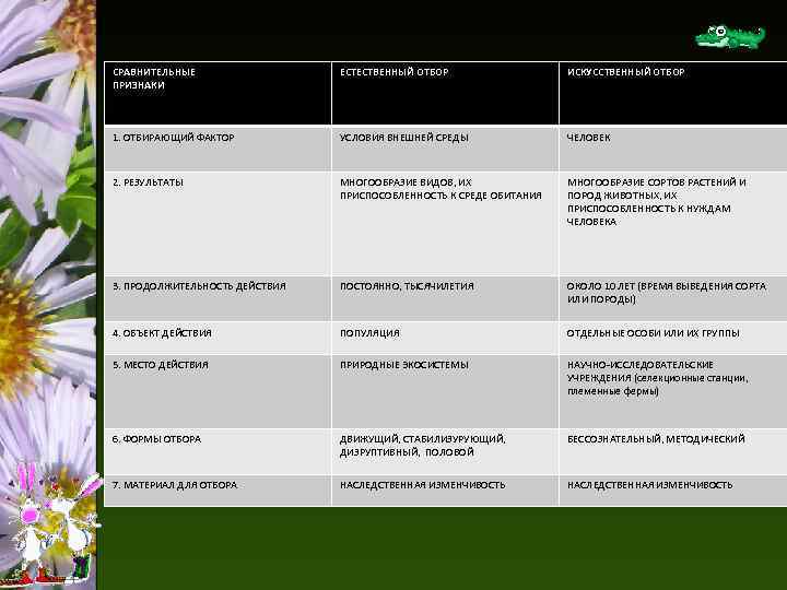 СРАВНИТЕЛЬНЫЕ ПРИЗНАКИ ЕСТЕСТВЕННЫЙ ОТБОР ИСКУССТВЕННЫЙ ОТБОР 1. ОТБИРАЮЩИЙ ФАКТОР УСЛОВИЯ ВНЕШНЕЙ СРЕДЫ ЧЕЛОВЕК 2.