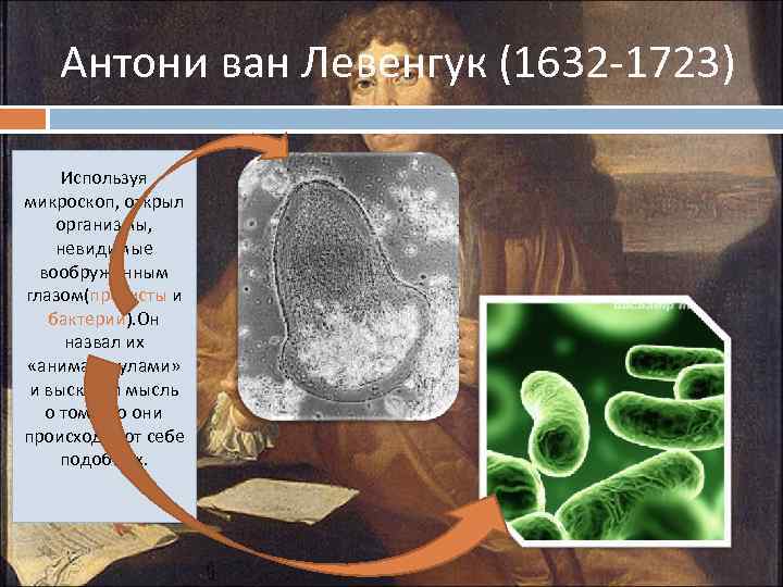 Антони ван Левенгук (1632 -1723) Используя микроскоп, открыл организмы, невидимые вообруженным глазом(протисты и бактерии).