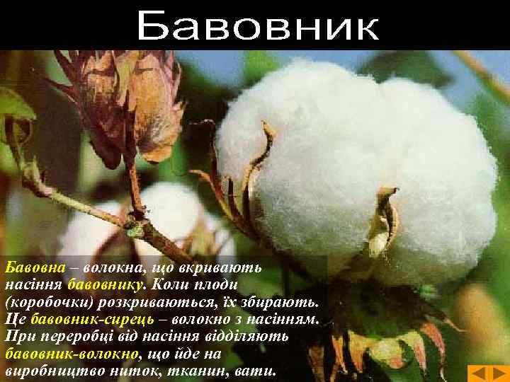 Бавовна – волокна, що вкривають насіння бавовнику. Коли плоди (коробочки) розкриваються, їх збирають. Це