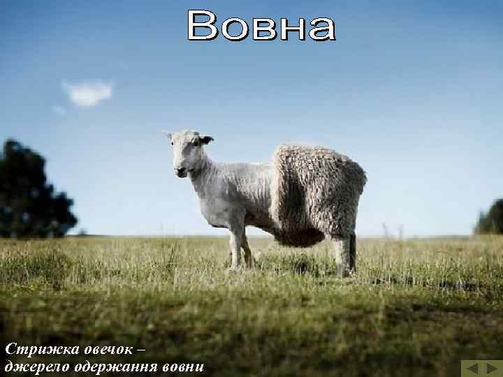 Стрижка овечок – джерело одержання вовни 