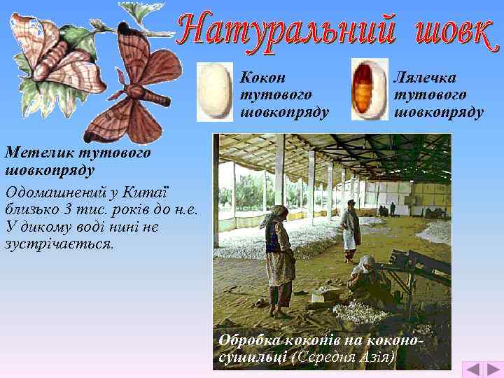 Кокон тутового шовкопряду Лялечка тутового шовкопряду Метелик тутового шовкопряду Одомашнений у Китаї близько 3