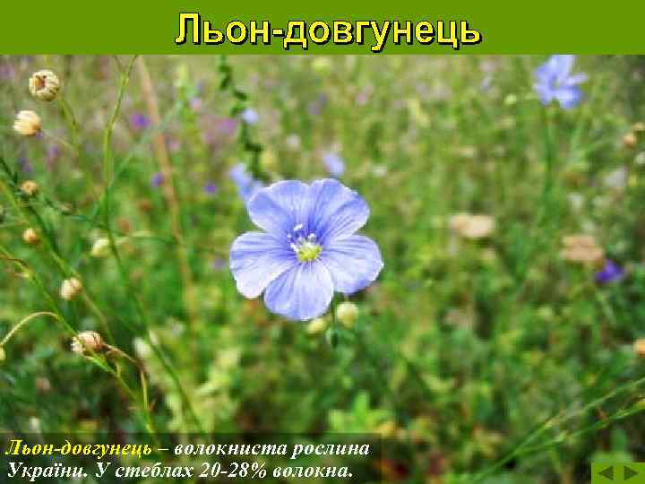Льон-довгунець – волокниста рослина України. У стеблах 20 -28% волокна. 