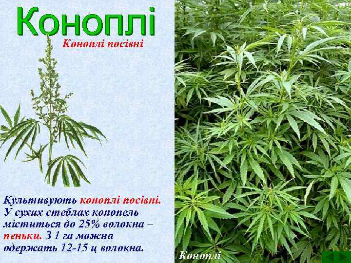 Коноплі посівні Культивують коноплі посівні. У сухих стеблах конопель міститься до 25% волокна –