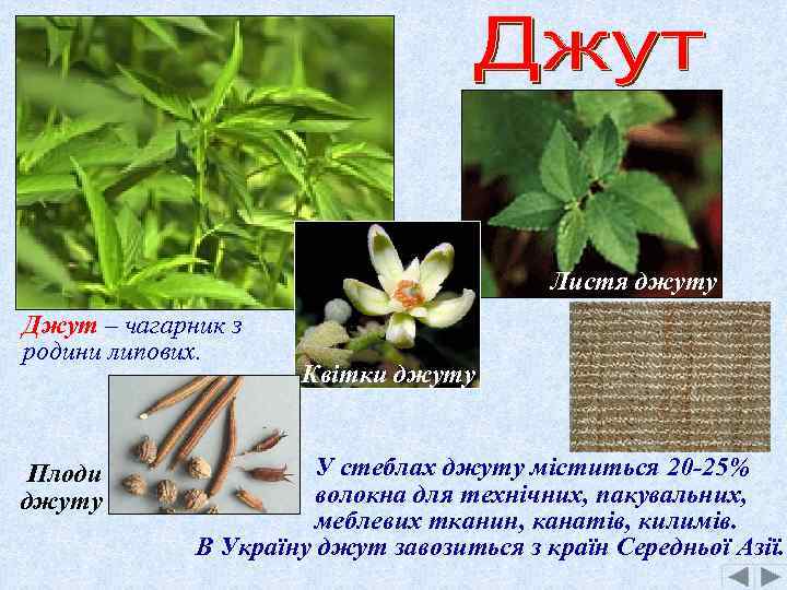 Листя джуту Джут – чагарник з родини липових. Плоди джуту Квітки джуту У стеблах